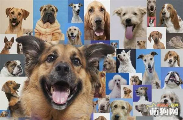 想养“德国牧羊犬”？首先，你得满足这5个条件！