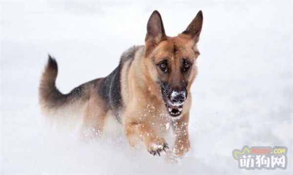 想养“德国牧羊犬”？首先，你得满足这5个条件！
