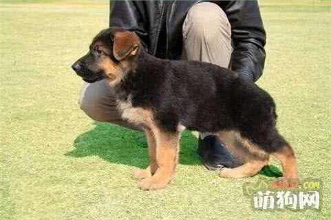 想养“德国牧羊犬”？首先，你得满足这5个条件！