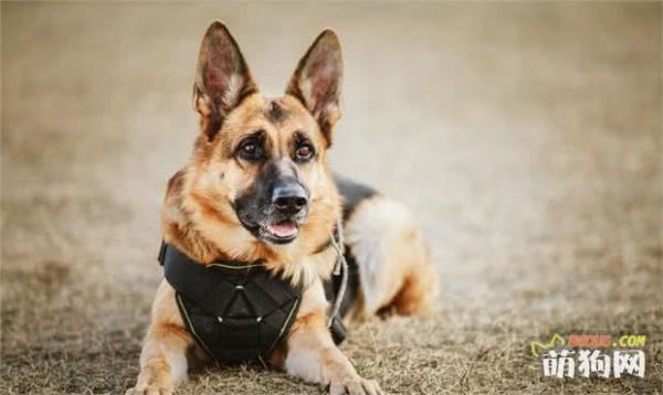 想养“德国牧羊犬”？首先，你得满足这5个条件！