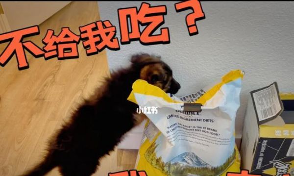 成年德牧一天吃多少？——科学喂食，健康宠物（从体型、年龄、健康状况看德牧饮食需求）