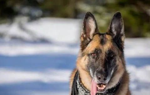 纯黑色东德牧羊犬价格