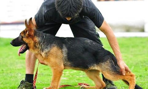 东德牧羊犬纯黑幼犬价格