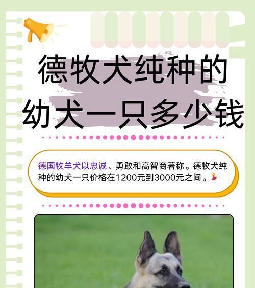 德牧母狗肩高多少才标准？如何测量？