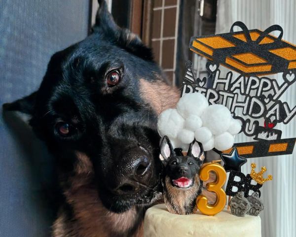德国牧羊犬（德牧的特性、用途以及培养需求）