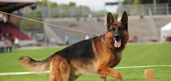 德国牧羊犬（德牧的特性、用途以及培养需求）