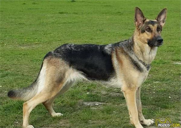 很多主人养德牧犬，但未必真正了解这类狗狗，关于德牧犬的6个秘密
