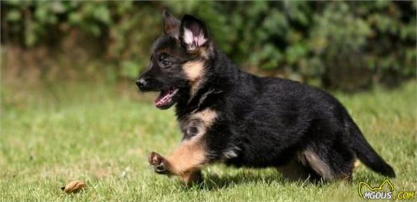 很多主人养德牧犬，但未必真正了解这类狗狗，关于德牧犬的6个秘密