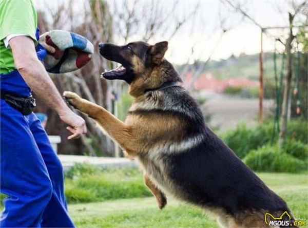 很多主人养德牧犬，但未必真正了解这类狗狗，关于德牧犬的6个秘密