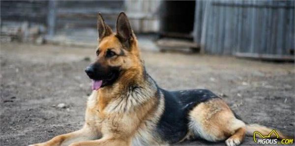 很多主人养德牧犬，但未必真正了解这类狗狗，关于德牧犬的6个秘密
