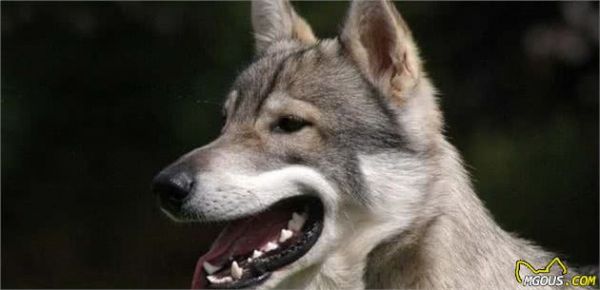 很多主人养德牧犬，但未必真正了解这类狗狗，关于德牧犬的6个秘密
