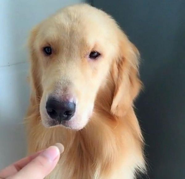 宠物德牧生病不吃药怎么办？（不用担心！这些方法可以帮助你的宠物恢复健康！）