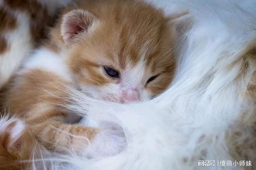 猫咪一年产几胎?繁殖能力惊人!