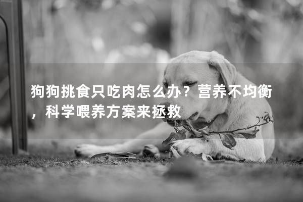 狗狗挑食只吃肉怎么办？营养不均衡，科学喂养方案来拯救