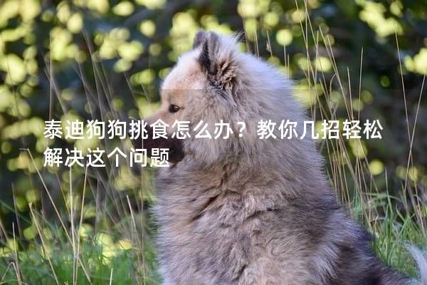 泰迪狗狗挑食怎么办？教你几招轻松解决这个问题