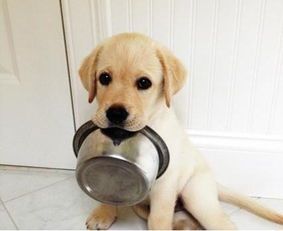 “狗狗挑食,如何解决?”