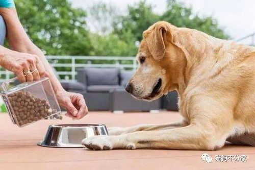 “狗狗挑食,如何解决?”