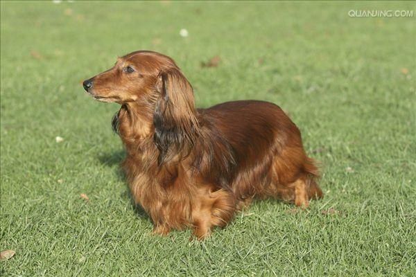 狗狗挑食饿着管用吗深度解析挑食解决方案