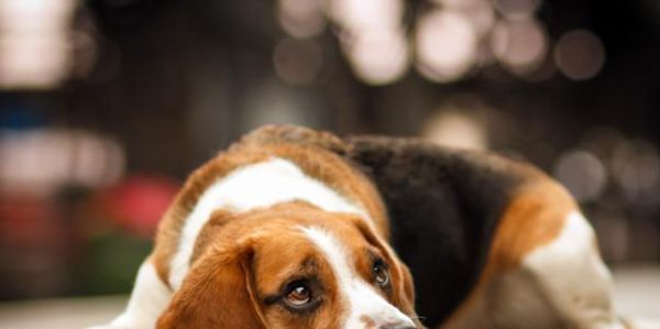 杜高犬的挑食原因剖析（探究引起杜高犬挑食的因素及解决方案）