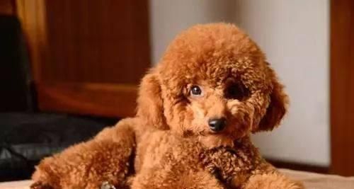杜高犬的挑食原因剖析（探究引起杜高犬挑食的因素及解决方案）