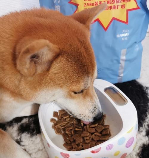 狗狗的挑食烦恼（宠物主人的困惑与解决之道）