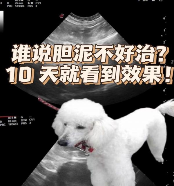 狗狗为什么突然挑食了？（探究狗狗挑食行为的原因及应对方法）