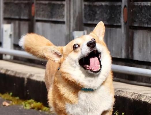 松狮犬挑食问题解决方案（为你的爱宠提供健康饮食）