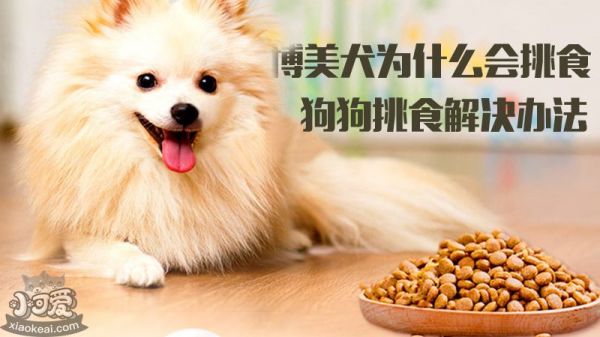 博美犬为什么会挑食？狗狗挑食解决办法_小可爱宠物网