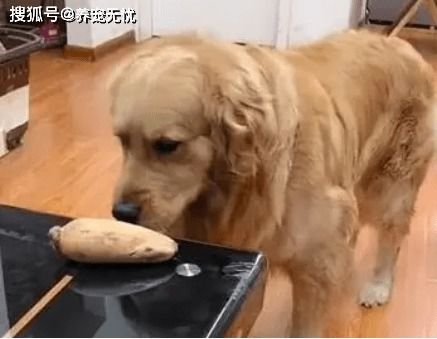 狗狗挑食怎么办?试试换粮或零食诱导。