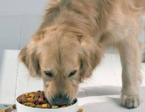 狗狗挑食怎么办?试试换粮或零食诱导。
