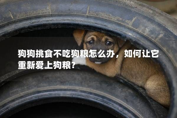 狗狗挑食不吃狗粮怎么办，如何让它重新爱上狗粮？