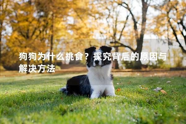 狗狗为什么挑食？探究背后的原因与解决方法