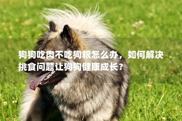 狗狗吃肉不吃狗粮怎么办，如何解决挑食问题让狗狗健康成长？