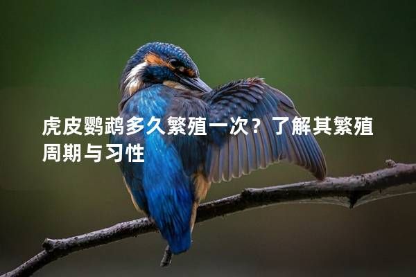 虎皮鹦鹉多久繁殖一次？了解其繁殖周期与习性