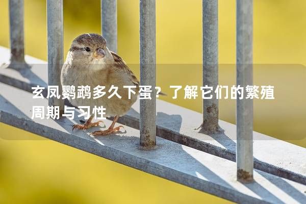 玄凤鹦鹉多久下蛋？了解它们的繁殖周期与习性