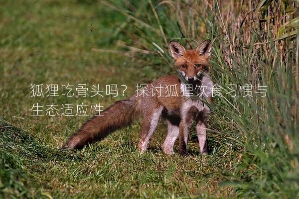狐狸吃骨头吗？探讨狐狸饮食习惯与生态适应性