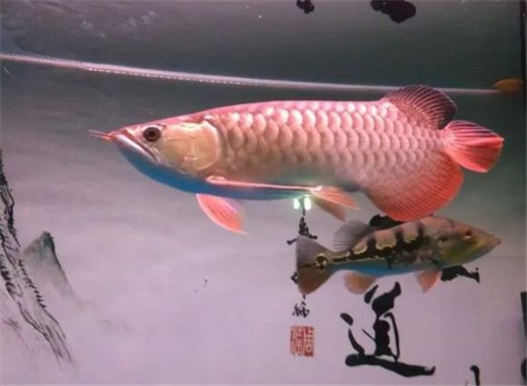 新手养龙鱼从哪里开始？养龙都注意什么？