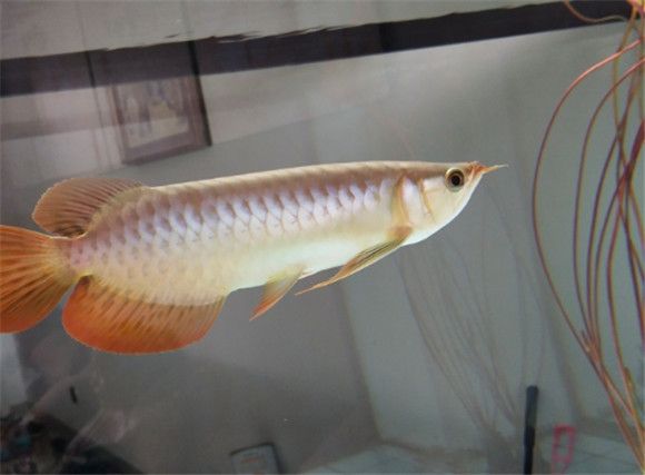 新手养龙鱼从哪里开始？养龙都注意什么？
