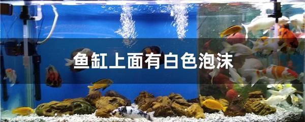 泰安哪里卖龙鱼（泰安宠物市场龙鱼价格） 观赏鱼论坛