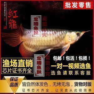 临朐哪里卖龙鱼(临朐宠物店有龙鱼吗,) 观赏鱼论坛 第3张