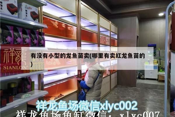 临朐哪里卖龙鱼(临朐宠物店有龙鱼吗,) 观赏鱼论坛 第5张