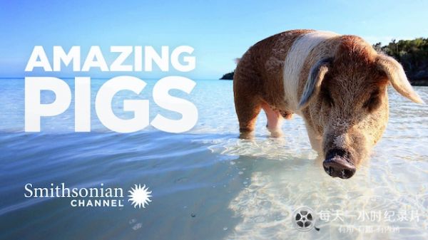 猪纪录片《聪明的猪/神奇的猪 Amazing Pigs 2018》