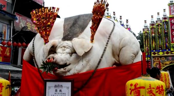 “猪王”现身浙江，躲过屠刀4次，体重达2200斤，最终皈依佛门.jpg