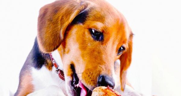 狗手术后饮食指南（以狗手术之后吃什么好为主题的饮食建议）