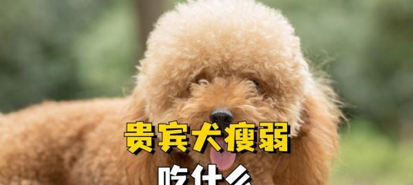 狗手术后饮食指南（以狗手术之后吃什么好为主题的饮食建议）
