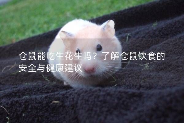 仓鼠能吃生花生吗？了解仓鼠饮食的安全与健康建议