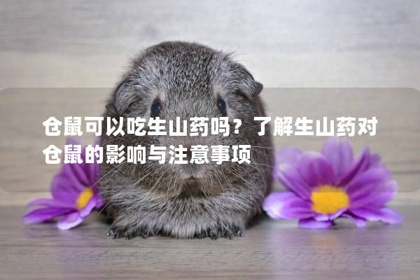仓鼠可以吃生山药吗？了解生山药对仓鼠的影响与注意事项