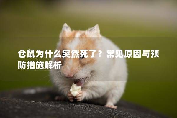 仓鼠为什么突然死了？常见原因与预防措施解析