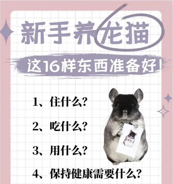 龙猫的粮食如何搭配？怎样才能营养均衡？