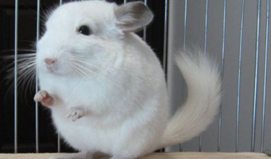 龙猫吃什么最好？新手养龙猫必购的三种饲料